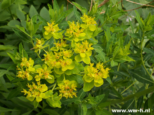 Euphorbia palustris - Klik op de afbeelding om het venster te sluiten